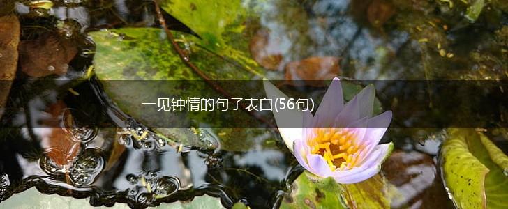 一见钟情的句子表白(56句),第1张
