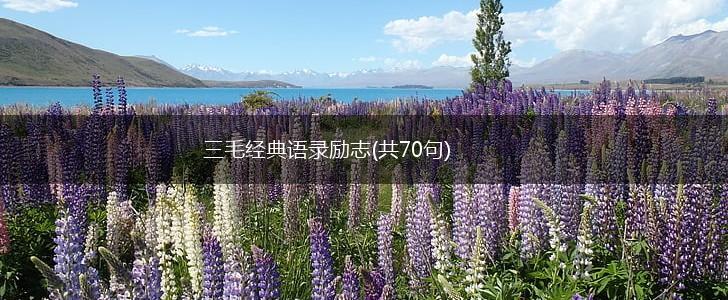 三毛经典语录励志(共70句),第1张