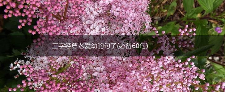 三字经尊老爱幼的句子(必备60句),第1张