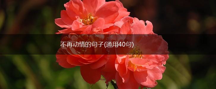 不再动情的句子(通用40句),第1张