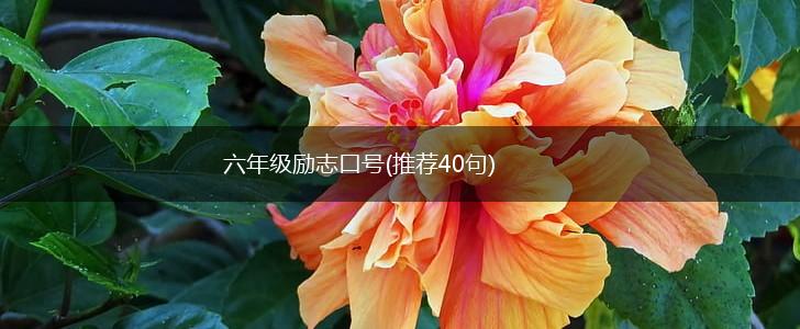 六年级励志口号(推荐40句),第1张