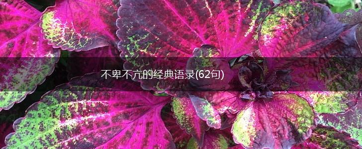 不卑不亢的经典语录(62句),第1张