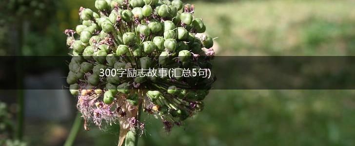 300字励志故事(汇总5句),第1张