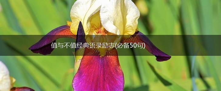 值与不值经典语录励志(必备50句),第1张