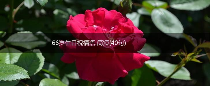 66岁生日祝福语 简短(40句),第1张