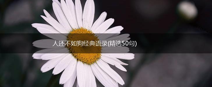 人还不如狗经典语录(精选50句),第1张