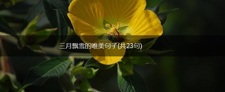三月飘雪的唯美句子(共23句),第1张