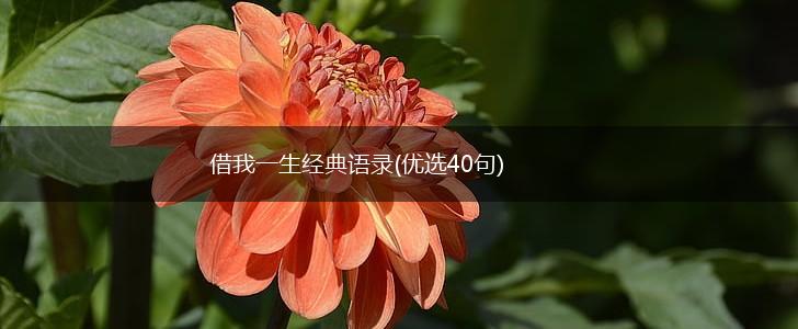 借我一生经典语录(优选40句),第1张