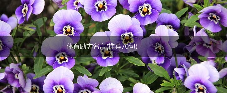 体育励志名言(推荐70句),第1张