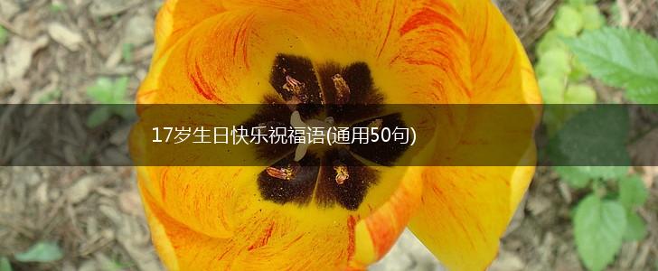 17岁生日快乐祝福语(通用50句),第1张