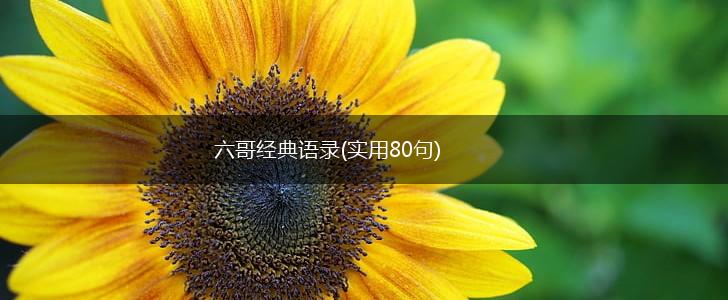 六哥经典语录(实用80句),第1张