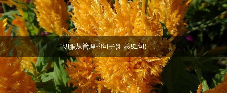 一切服从管理的句子(汇总81句),第1张