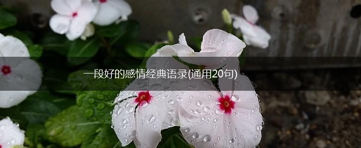 一段好的感情经典语录(通用20句),第1张