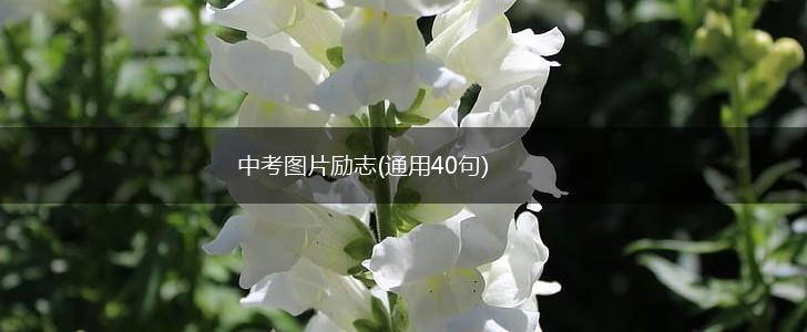 中考图片励志(通用40句),第1张