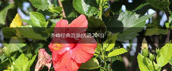 乔峰经典语录(优选20句),第1张