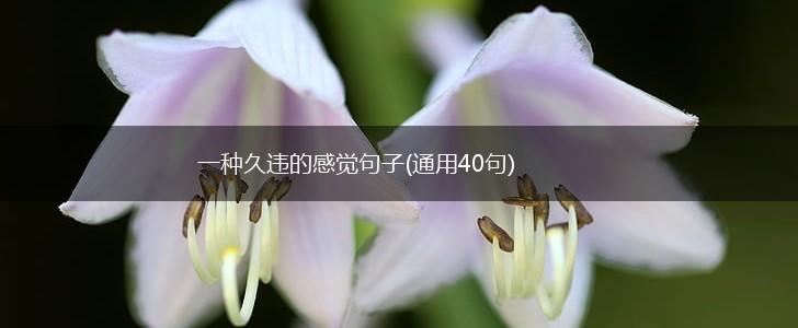 一种久违的感觉句子(通用40句),第1张