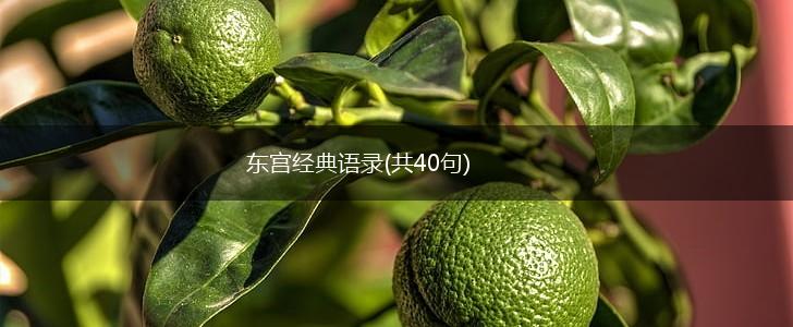 东宫经典语录(共40句),第1张