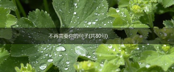 不再需要你的句子(共80句),第1张