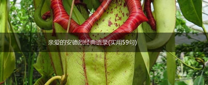 亲爱的安德烈经典语录(实用59句),第1张