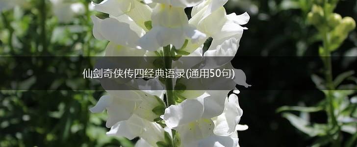 仙剑奇侠传四经典语录(通用50句),第1张