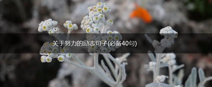 关于努力的励志句子(必备40句),第1张