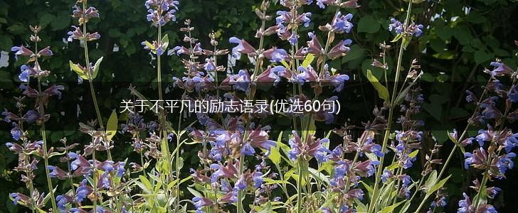 关于不平凡的励志语录(优选60句),第1张
