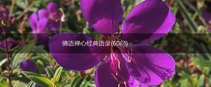 佛语禅心经典语录(60句),第1张