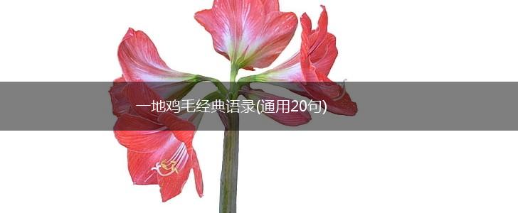 一地鸡毛经典语录(通用20句),第1张