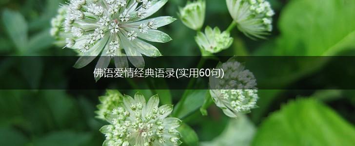 佛语爱情经典语录(实用60句),第1张