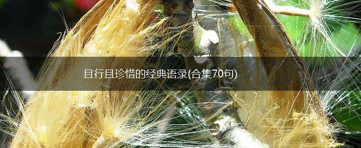 且行且珍惜的经典语录(合集70句),第1张