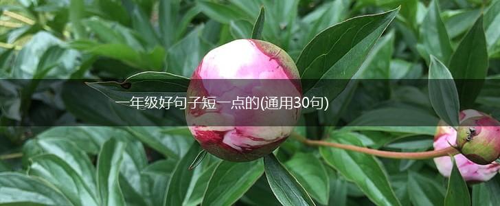一年级好句子短一点的(通用30句),第1张