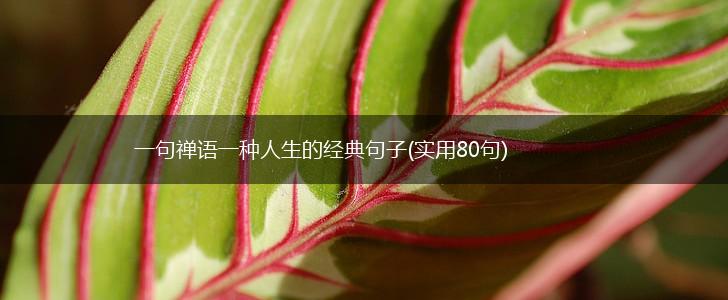 一句禅语一种人生的经典句子(实用80句),第1张