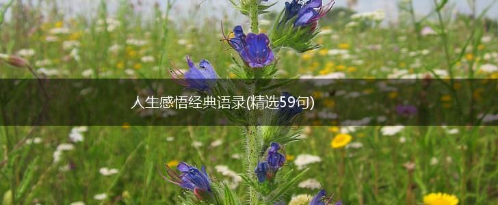 人生感悟经典语录(精选59句),第1张