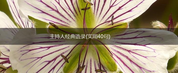 主持人经典语录(实用40句),第1张