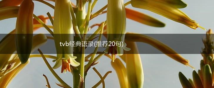 tvb经典语录(推荐20句),第1张