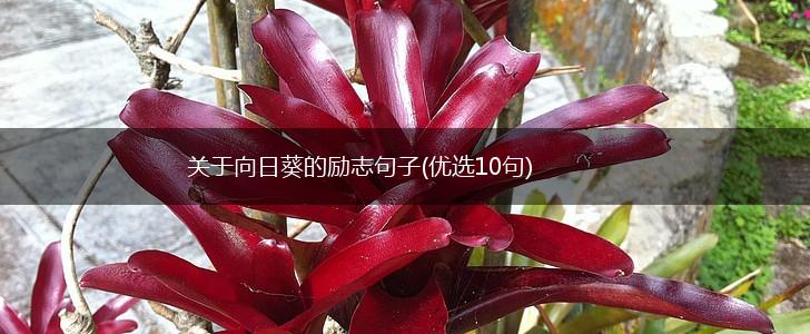 关于向日葵的励志句子(优选10句),第1张