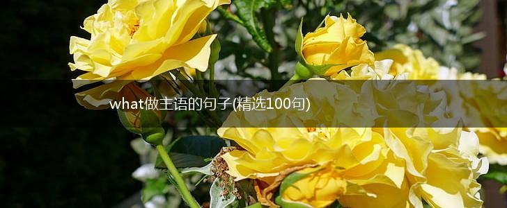 what做主语的句子(精选100句),第1张