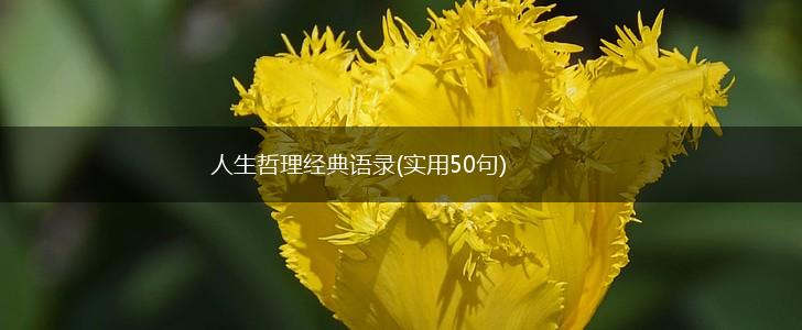 人生哲理经典语录(实用50句),第1张
