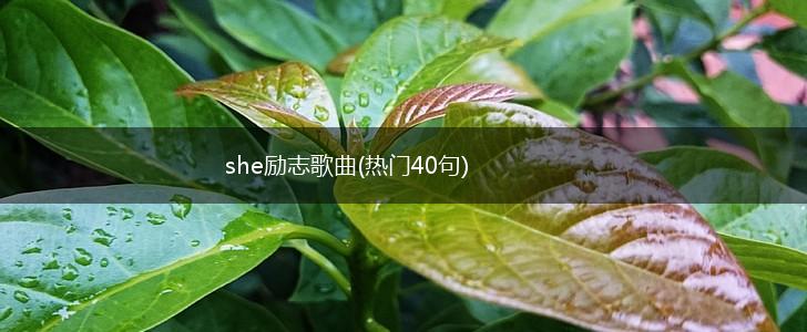 she励志歌曲(热门40句),第1张