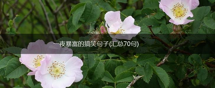 一夜暴富的搞笑句子(汇总70句),第1张