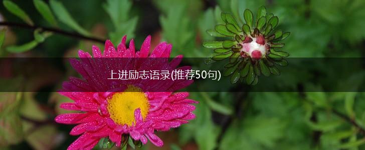 上进励志语录(推荐50句),第1张