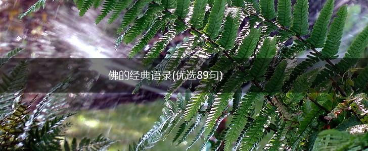 佛的经典语录(优选89句),第1张