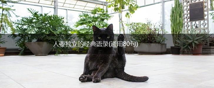 人要独立的经典语录(通用80句),第1张