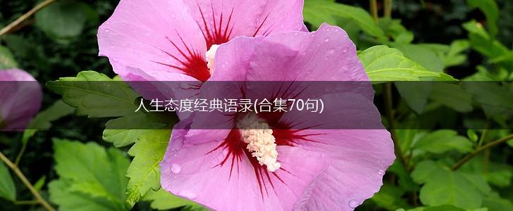 人生态度经典语录(合集70句),第1张