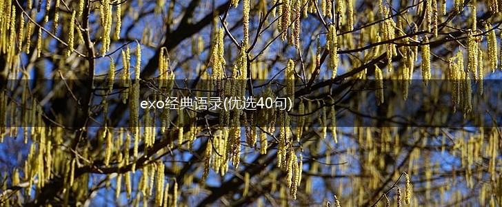 exo经典语录(优选40句),第1张