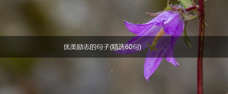 优美励志的句子(精选60句),第1张