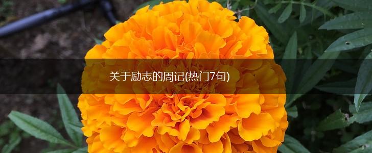 关于励志的周记(热门7句),第1张