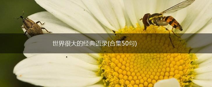 世界很大的经典语录(合集50句),第1张