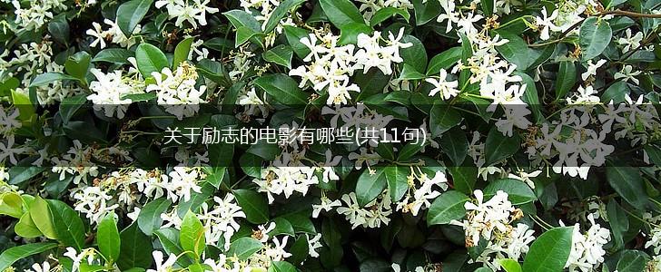 关于励志的电影有哪些(共11句),第1张