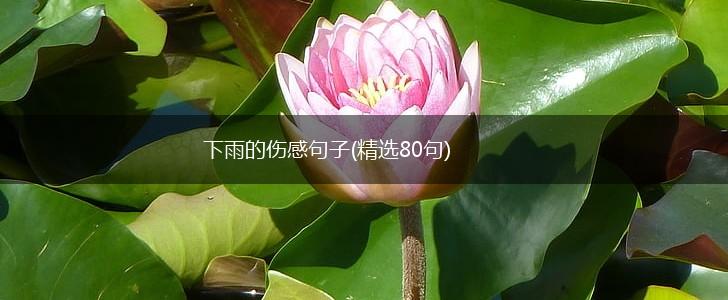 下雨的伤感句子(精选80句),第1张